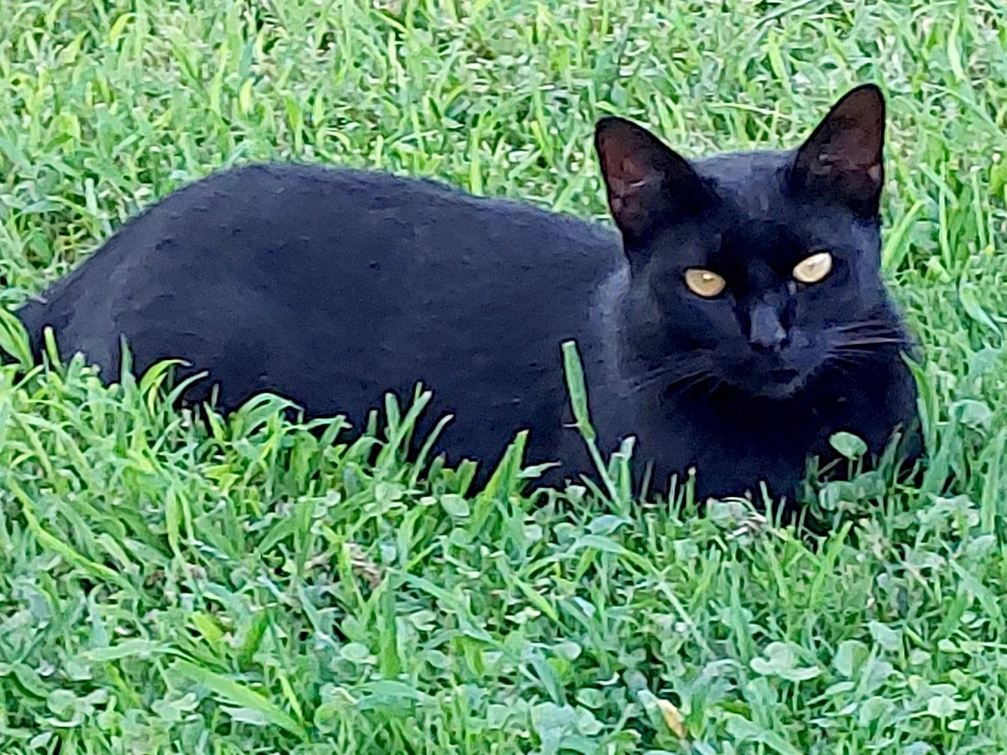 Adotta un gatto, maschio, 3 anni, Roma