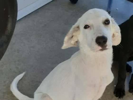 Adotta un cane, maschio, 3 mesi, Padova