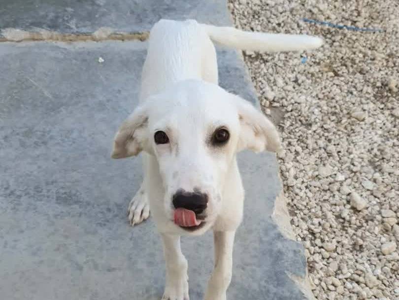 Adotta un cane, taglia media contenuta, maschio, Padova