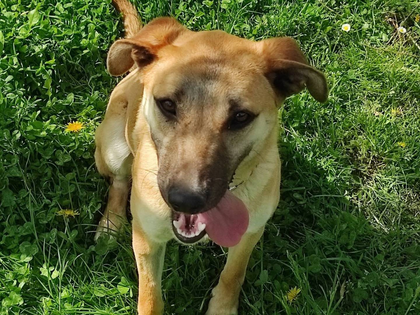 Vuoi adottare un cane a Treviso?