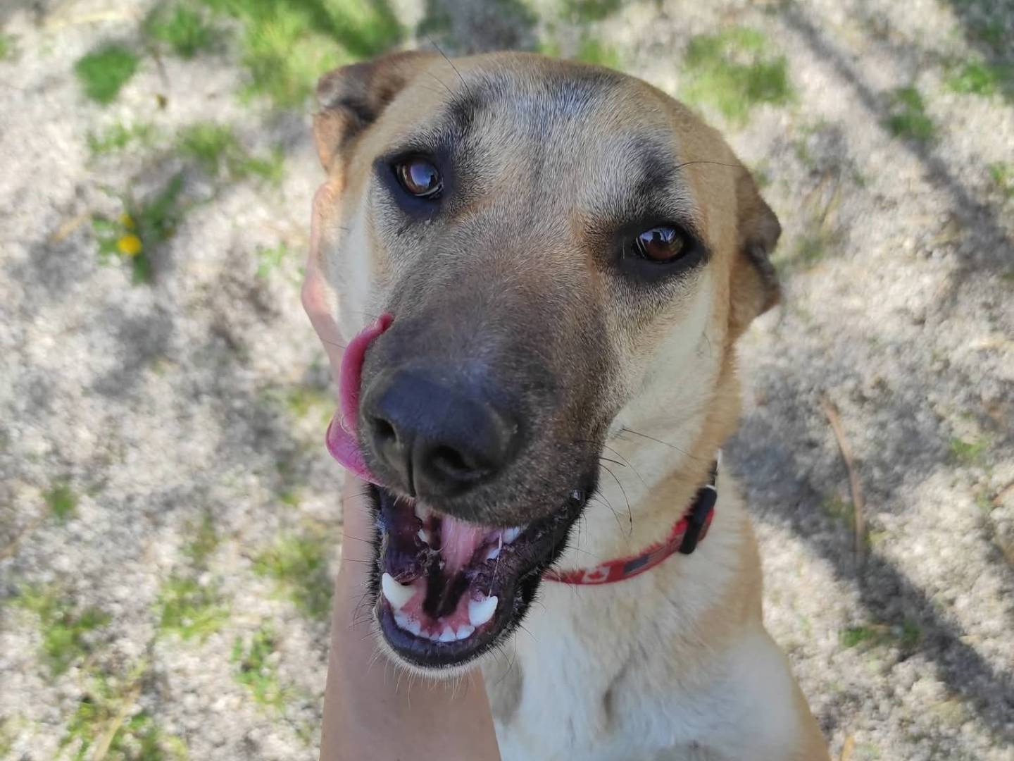 Adotta il cane Uma a Treviso