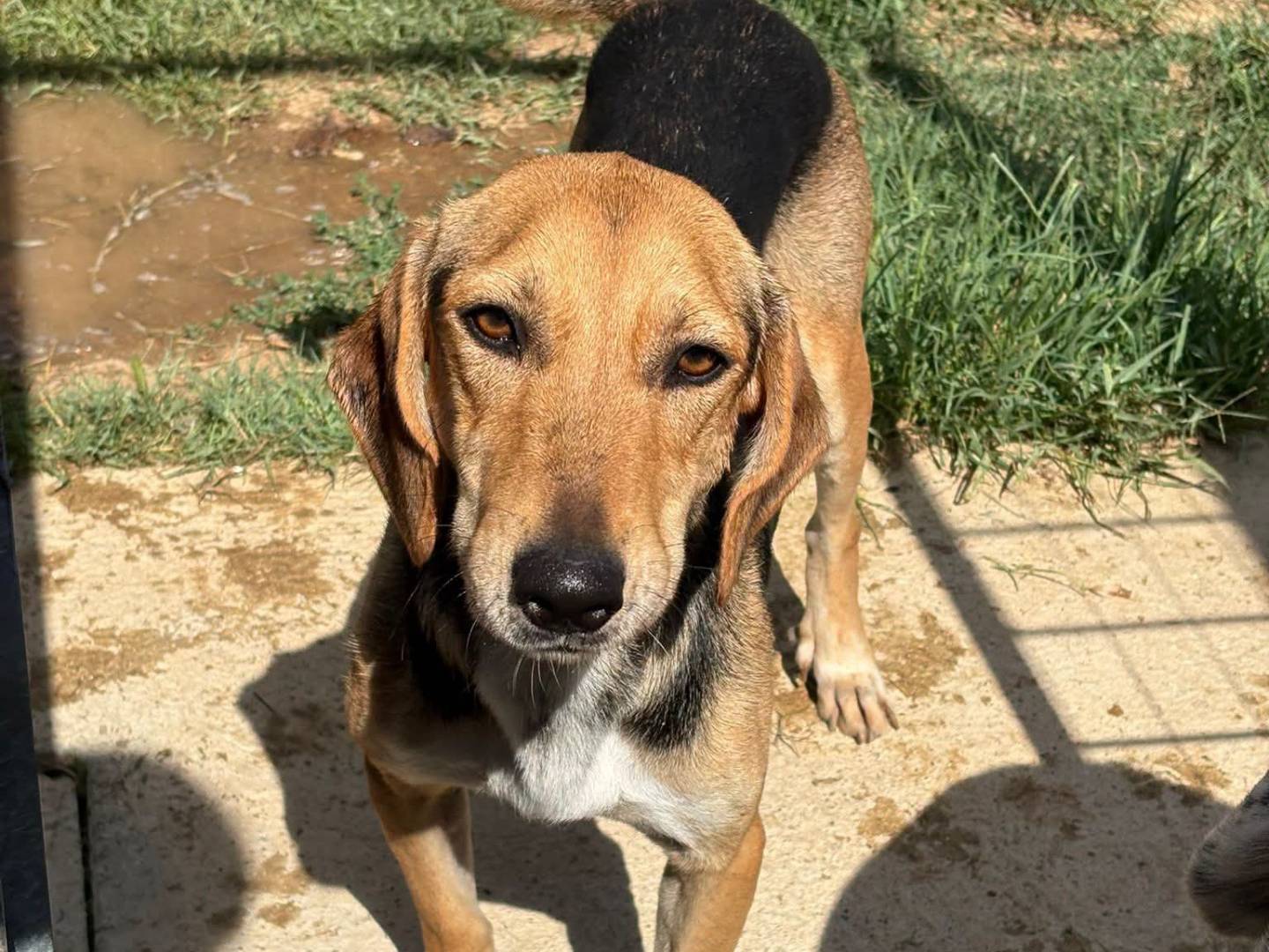 Adozione cane, femmina, Segugio Razza sconosciuta, 2 anni, taglia media contenuta, Vibo