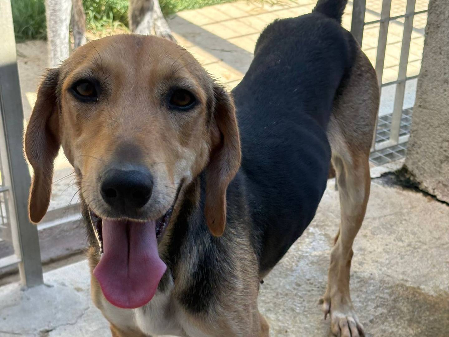 Adotta un cane, femmina, 2 anni, Vibo
