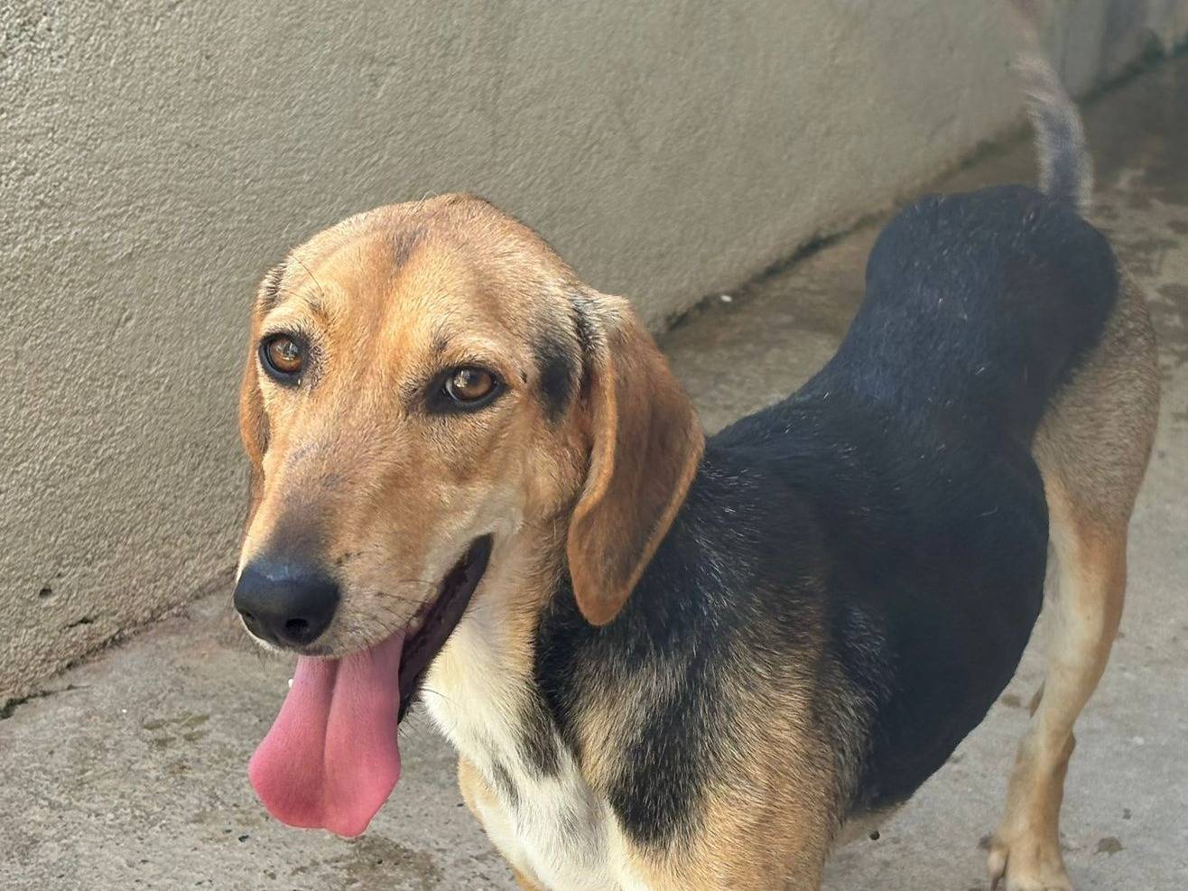 Adotta un cane, taglia media contenuta, femmina, Vibo