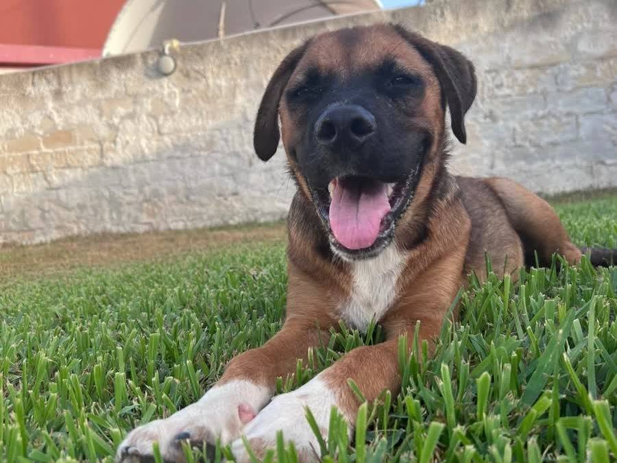 Adozione cane, maschio, Bullmastiff Razza sconosciuta, 6 mesi, taglia gigante, Padova