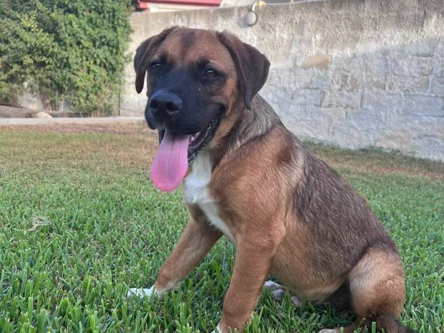 Adotta un cane, maschio, 6 mesi, Padova