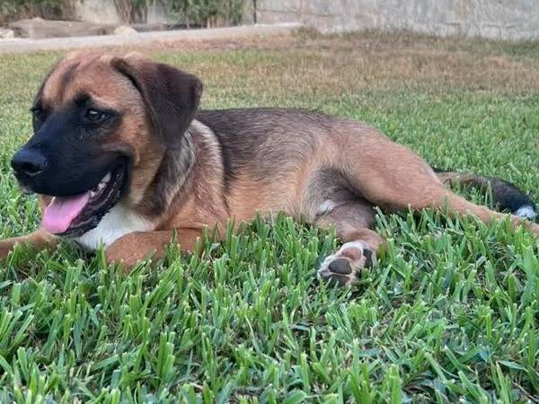 Adotta un cane, taglia gigante, maschio, Padova