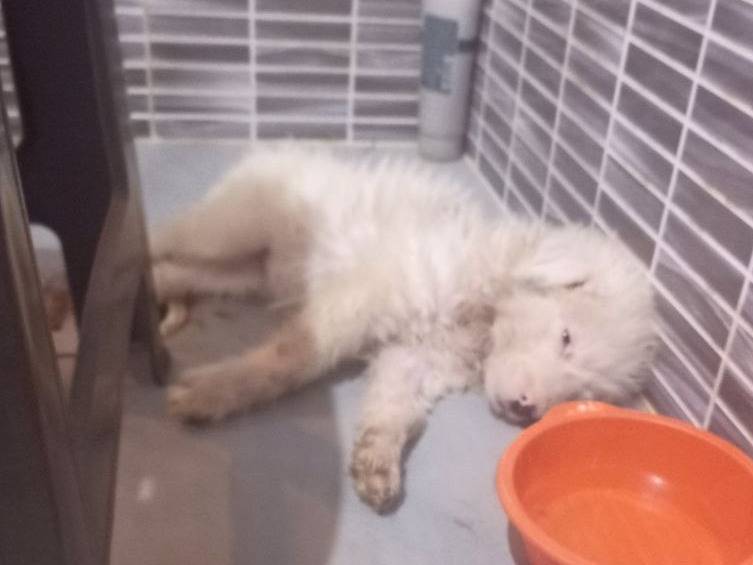 Adozione cane, femmina, Razza sconosciuta Razza sconosciuta, 2 mesi, taglia media contenuta, Sud