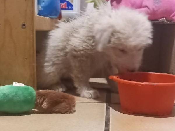 Adotta un cane, femmina, 2 mesi, Sud