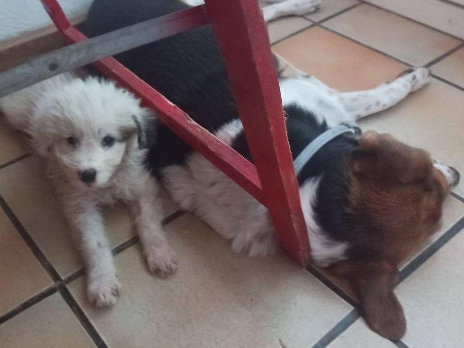 Vuoi adottare un cane a Sud?