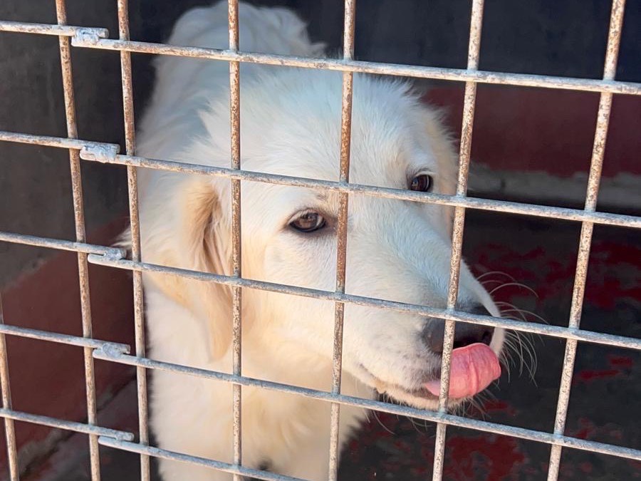 Adotta un cane, femmina, 7 mesi, Bari