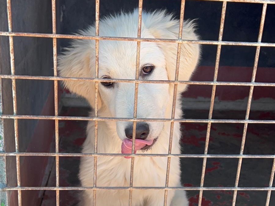Adotta un cane, taglia media, femmina, Bari