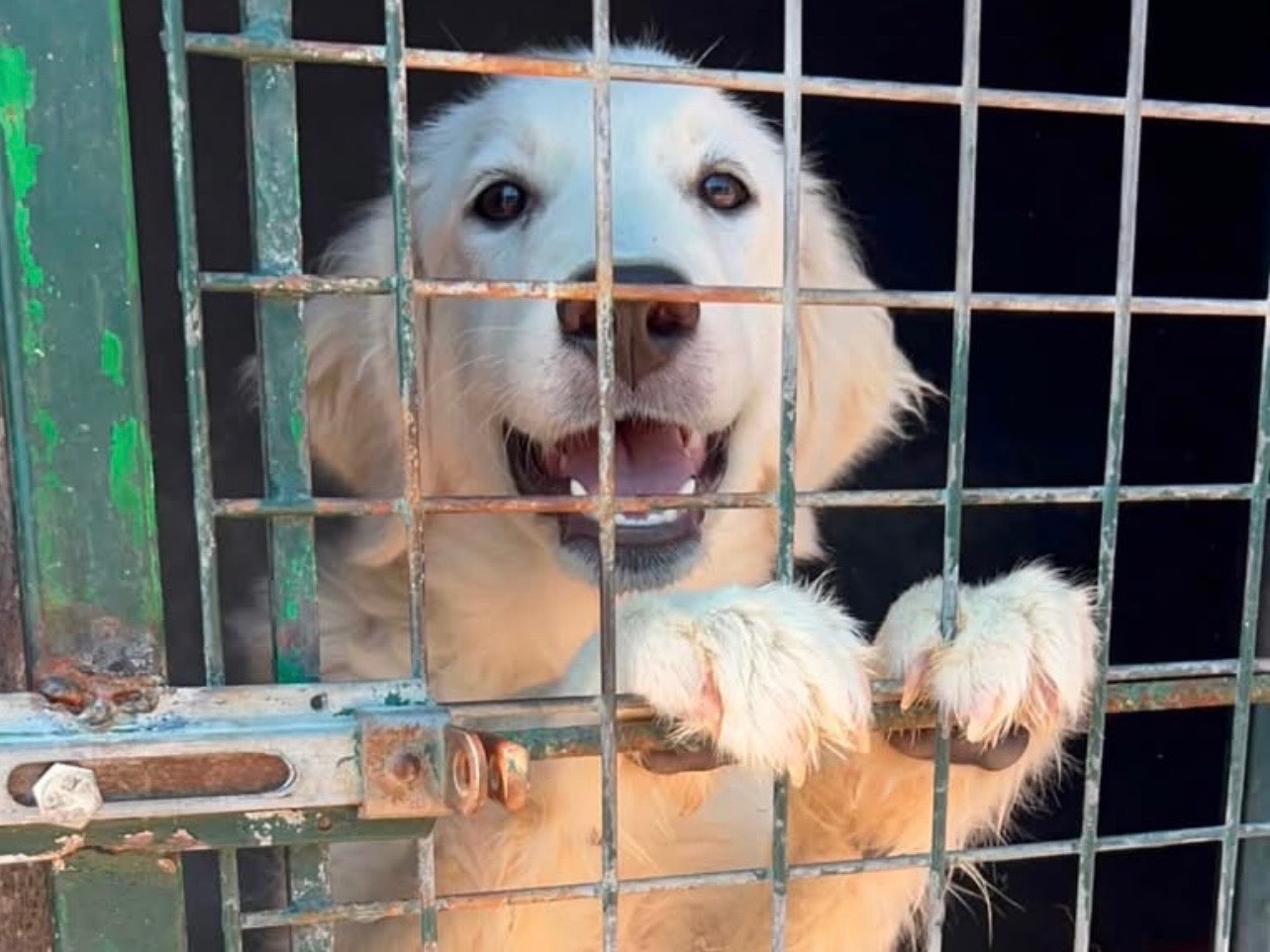 Adozione cane, femmina, Razza sconosciuta Razza sconosciuta, 8 mesi, taglia media, Bari