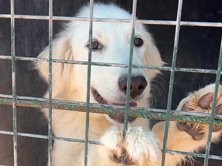 Adotta un cane, femmina, 8 mesi, Bari