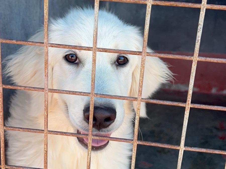 Adotta un cane, taglia media, femmina, Bari