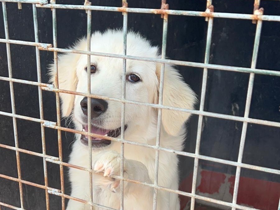 Vuoi adottare un cane a Bari?