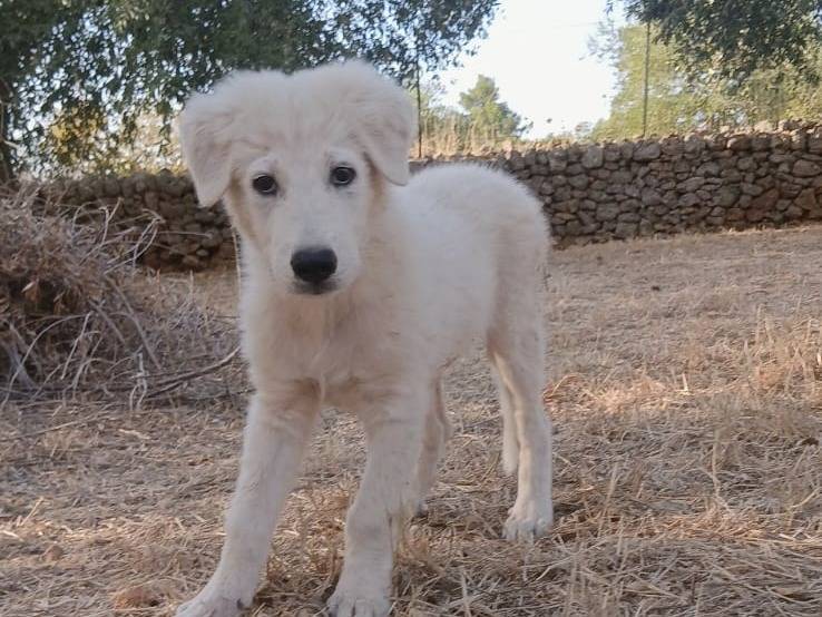 Adotta un cane, maschio, 2 mesi, Bari
