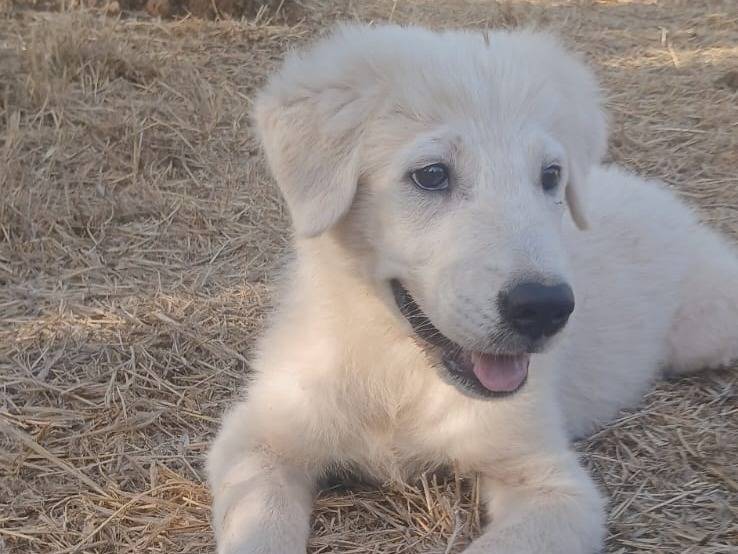 Adotta un cane, taglia gigante, maschio, Bari