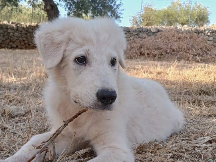 Vuoi adottare un cane a Bari?
