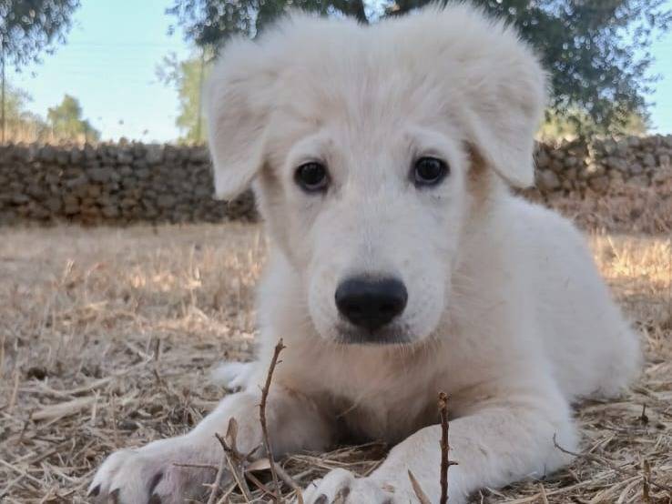 Adozione cane, maschio, Pastore maremmano Razza sconosciuta, 2 mesi, taglia gigante, Bari