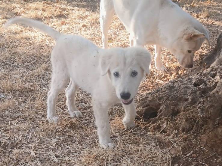 Adotta il cane Mike a Bari