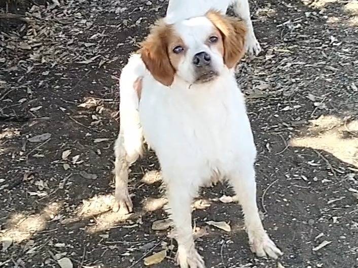 Adozione cane, maschio, Breton Razza sconosciuta, 1 anno e 8 mesi, taglia media contenuta, Latina