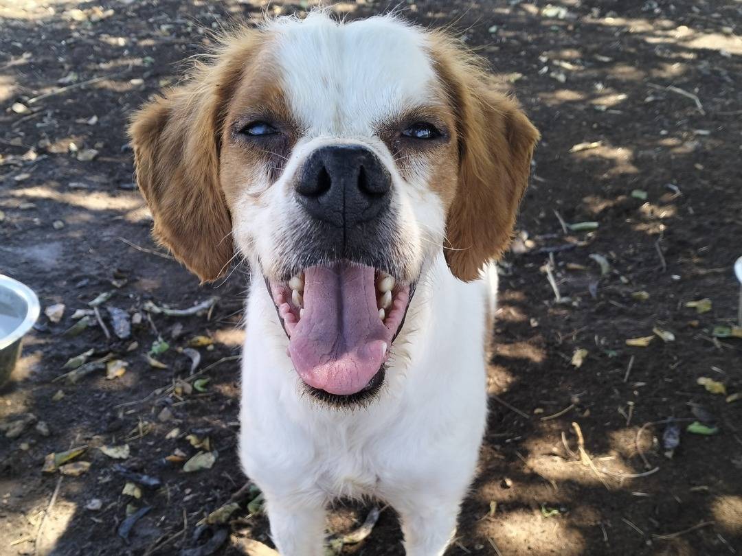Adotta un cane, maschio, 1 anno e 8 mesi, Latina