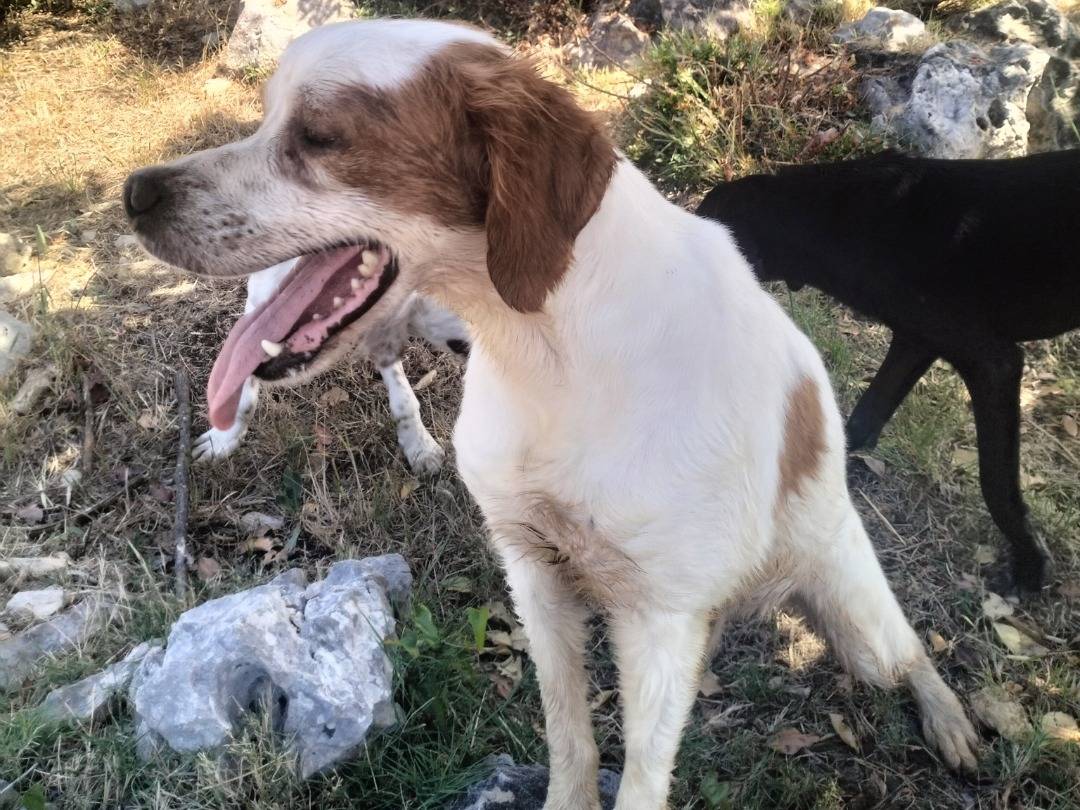 Adotta un cane, taglia media contenuta, maschio, Latina