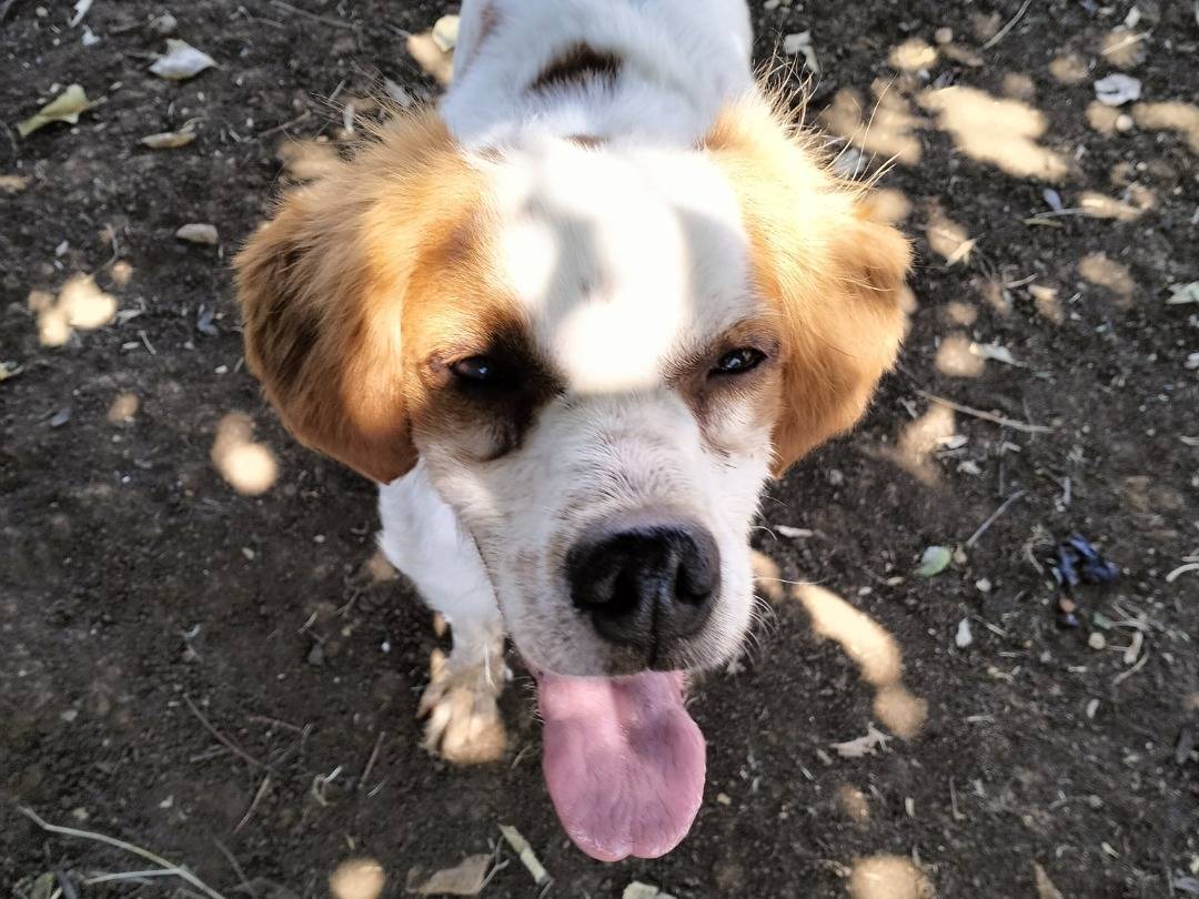 Vuoi adottare un cane a Latina?
