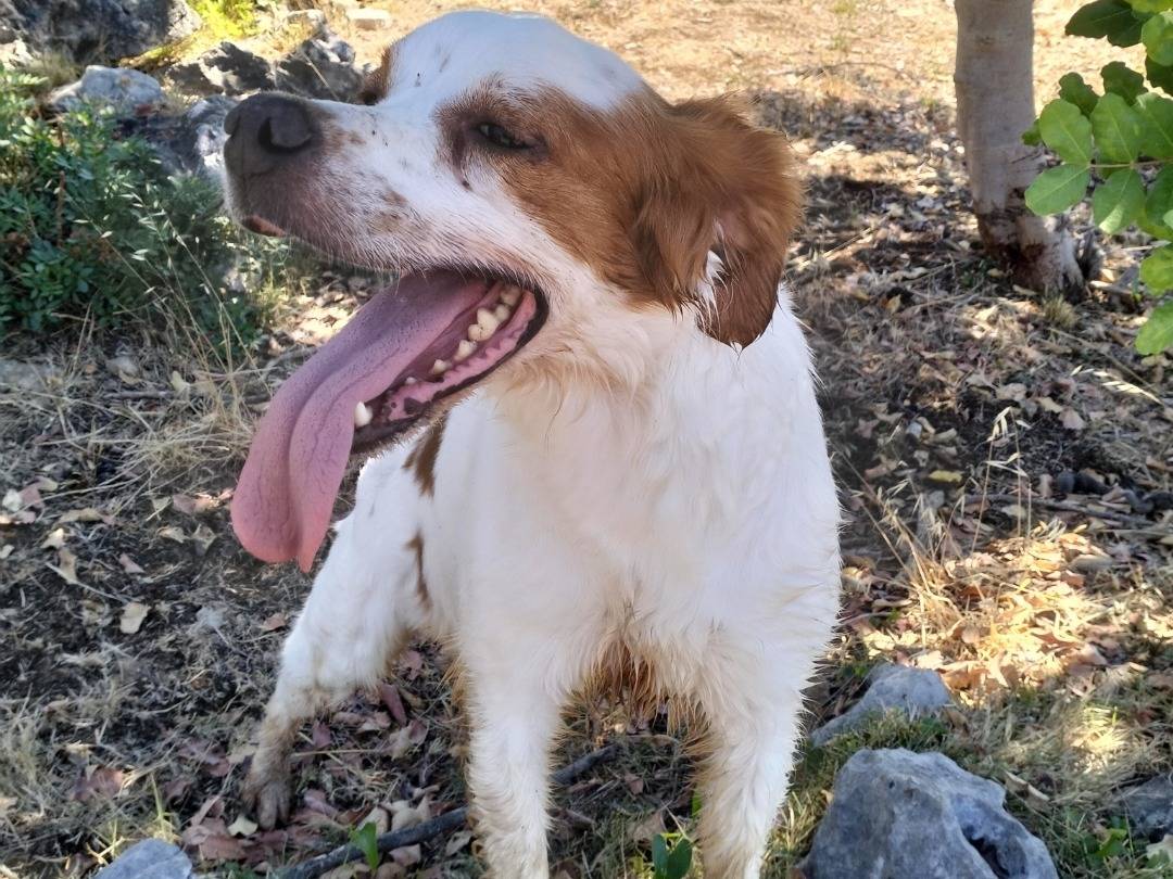 Adotta il cane Zefiro a Latina