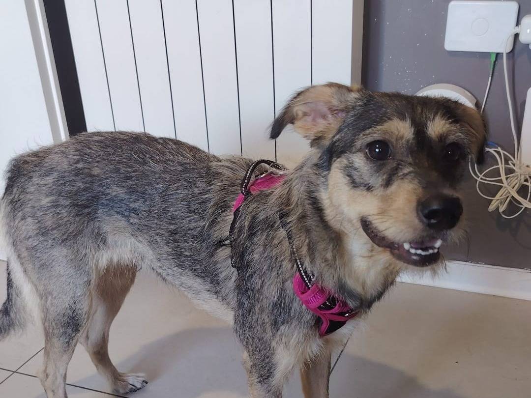 Adozione cane, femmina, Razza sconosciuta Razza sconosciuta, 1 anno, taglia media contenuta, Milano