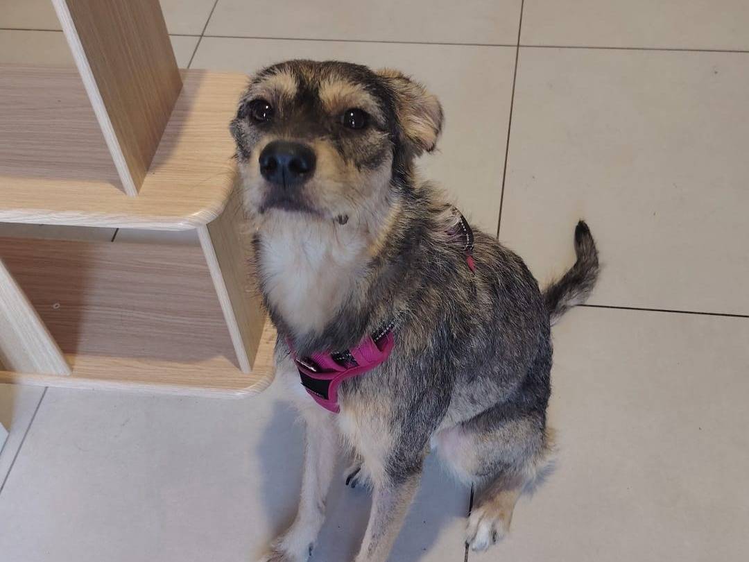 Adotta un cane, femmina, 1 anno, Milano