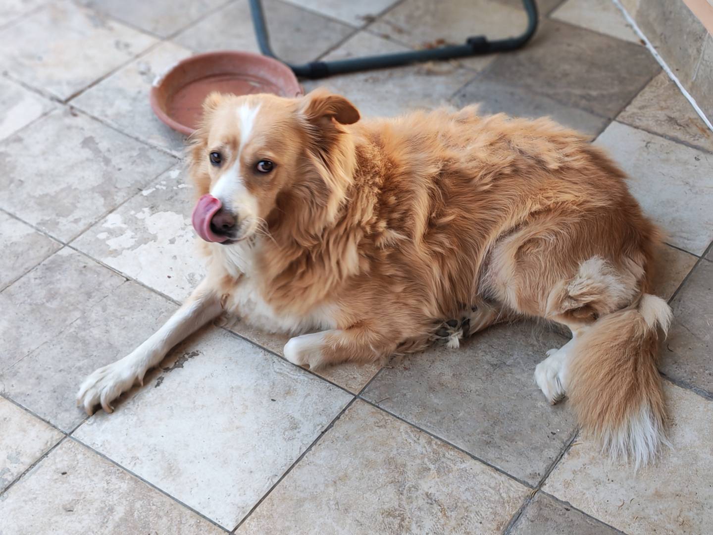 Adozione cane, femmina, Razza sconosciuta Razza sconosciuta, 6 anni e 10 mesi, taglia media, Palermo