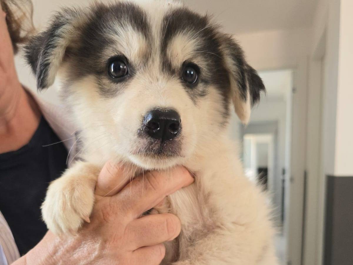 Adozione cane, femmina, Pastore maremmano Razza sconosciuta, 2 mesi, taglia media, Taranto