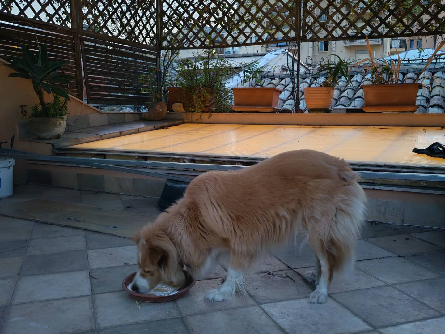 Adotta un cane, femmina, 6 anni e 10 mesi, Palermo