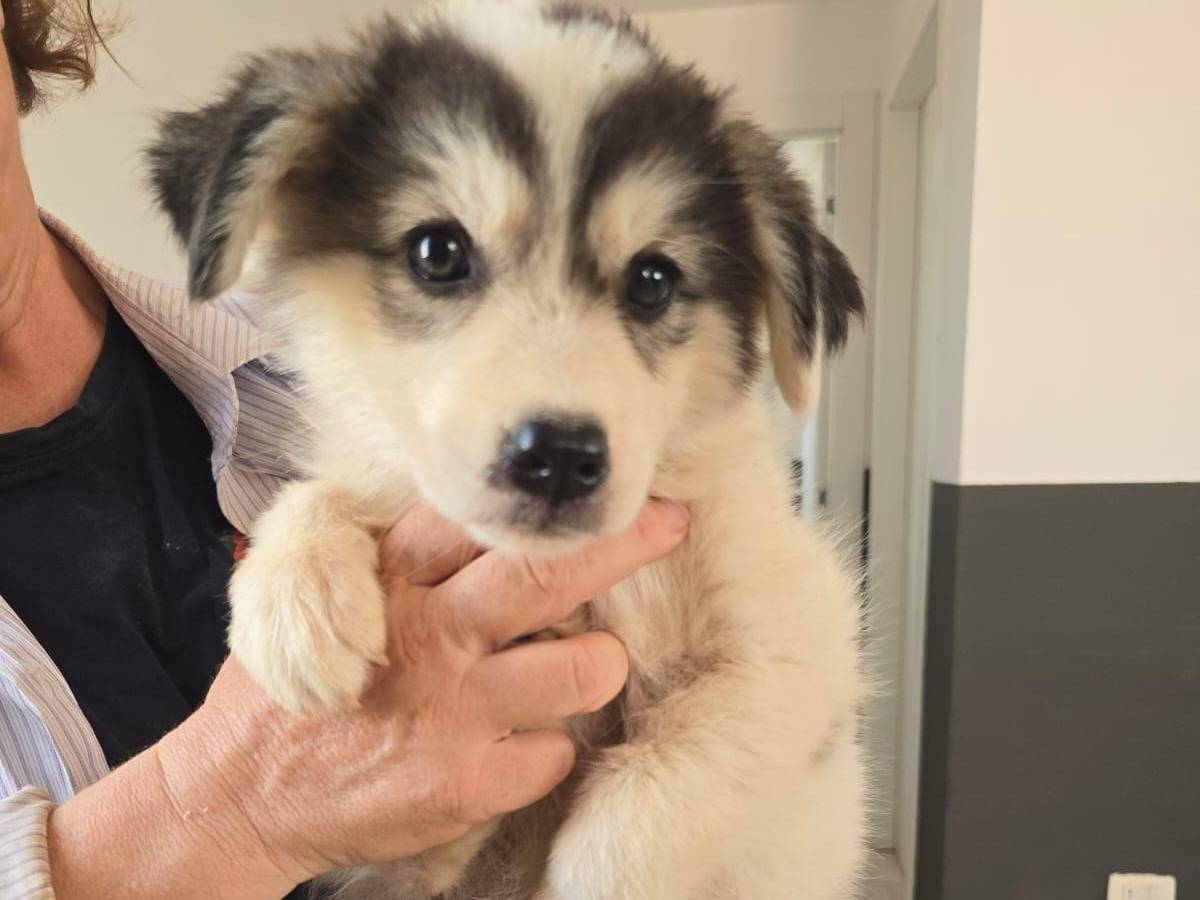 Adotta un cane, femmina, 2 mesi, Taranto