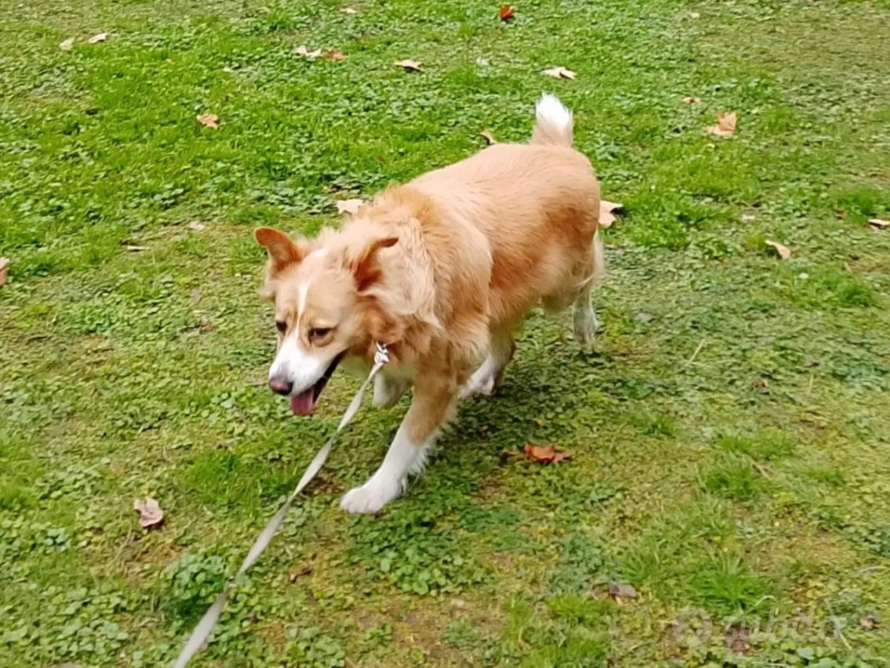 Adotta un cane, taglia media, femmina, Palermo