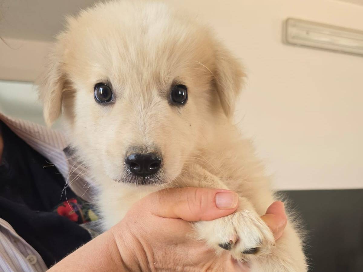 Adotta un cane, maschio, 2 mesi, Taranto