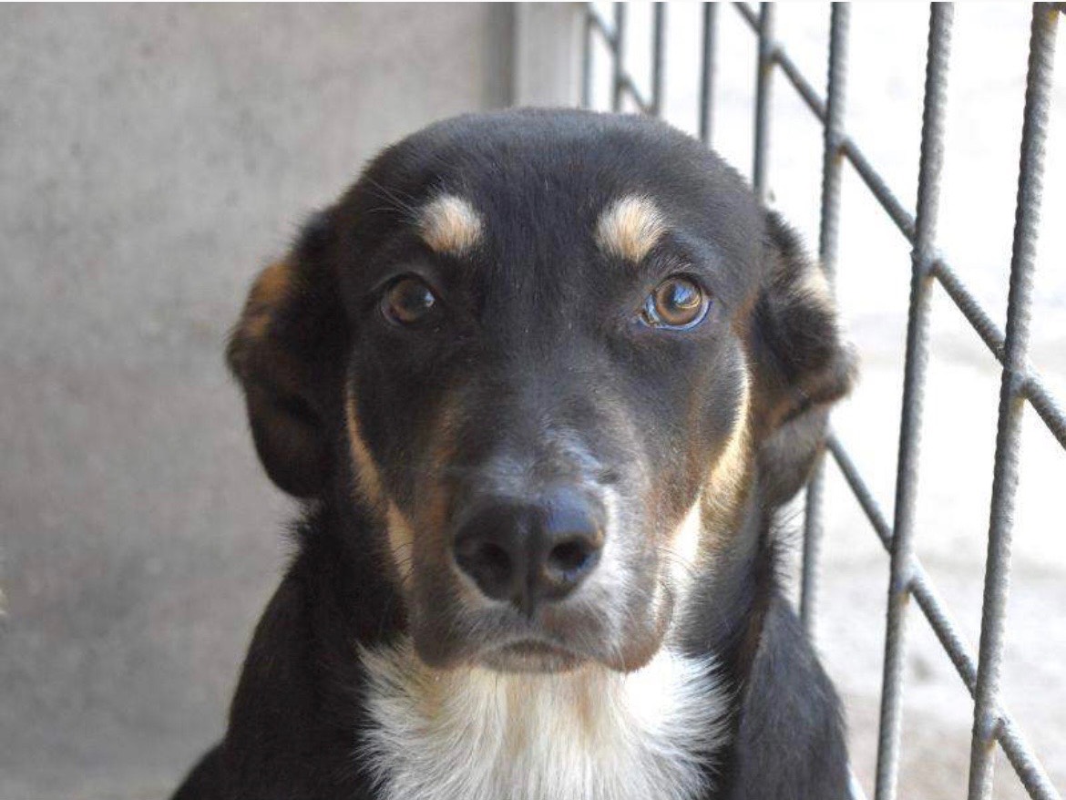 Adozione cane, maschio, Razza sconosciuta Razza sconosciuta, 6 mesi, taglia piccola, Roma