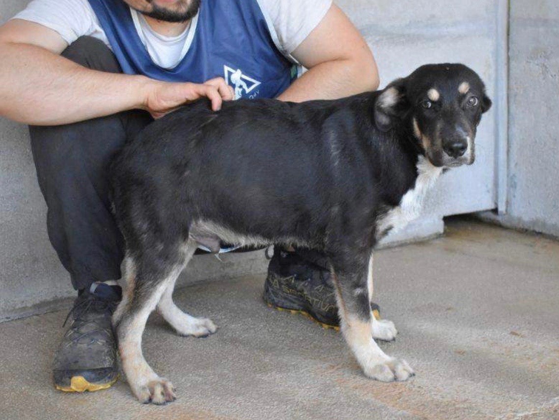 Adotta un cane, maschio, 6 mesi, Roma