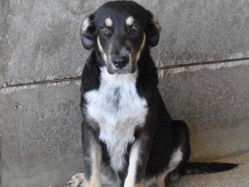 Adotta un cane, taglia piccola, maschio, Roma