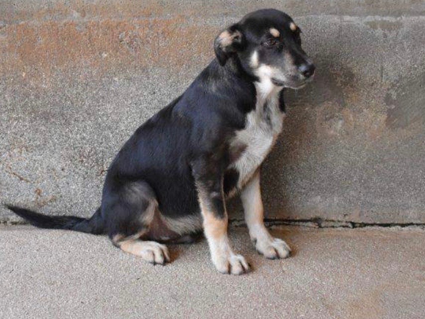 Vuoi adottare un cane a Roma?