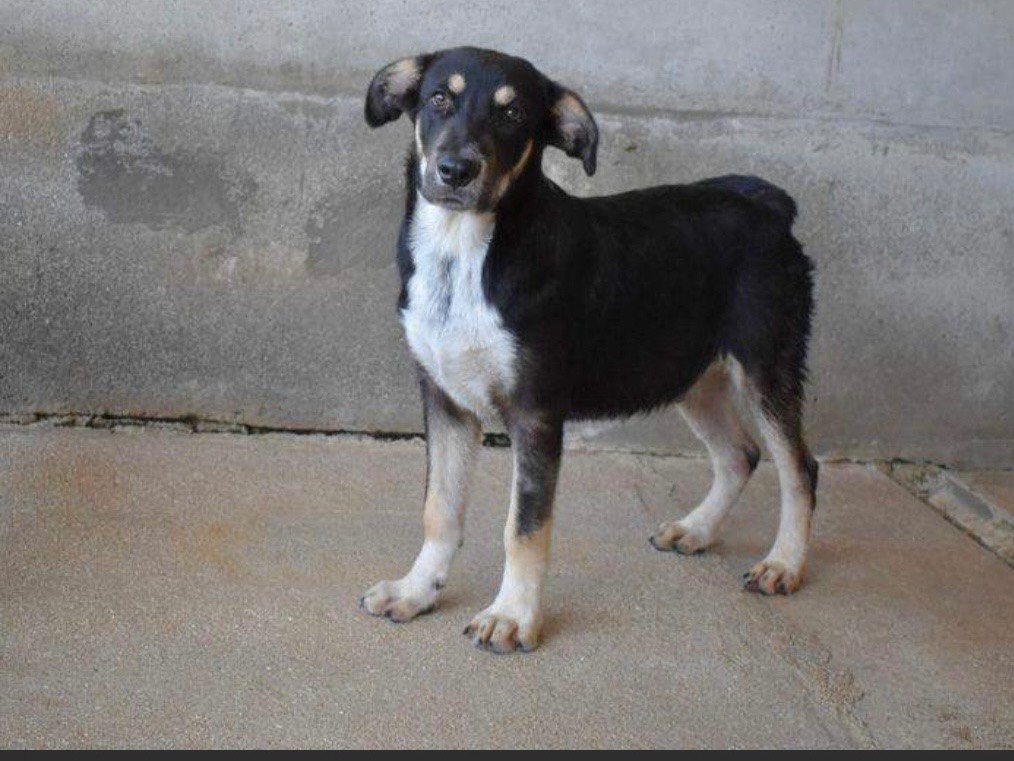 Adotta il cane Rorik a Roma