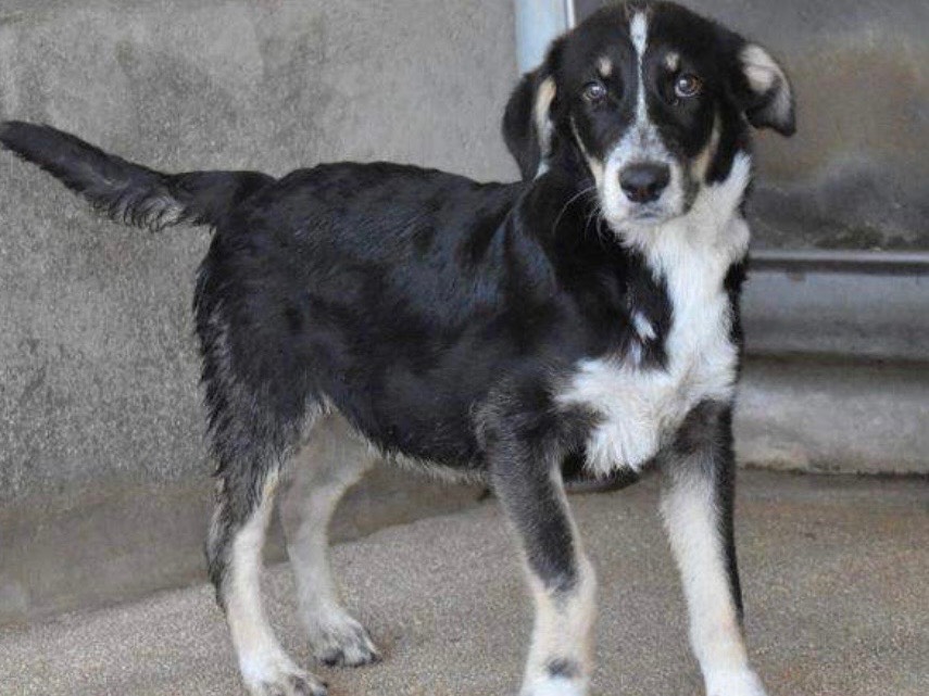 Adotta un cane, femmina, 6 mesi, Roma