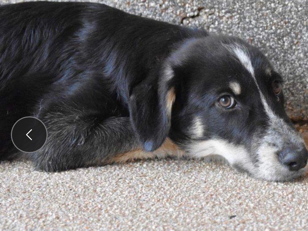 Adotta un cane, taglia piccola, femmina, Roma