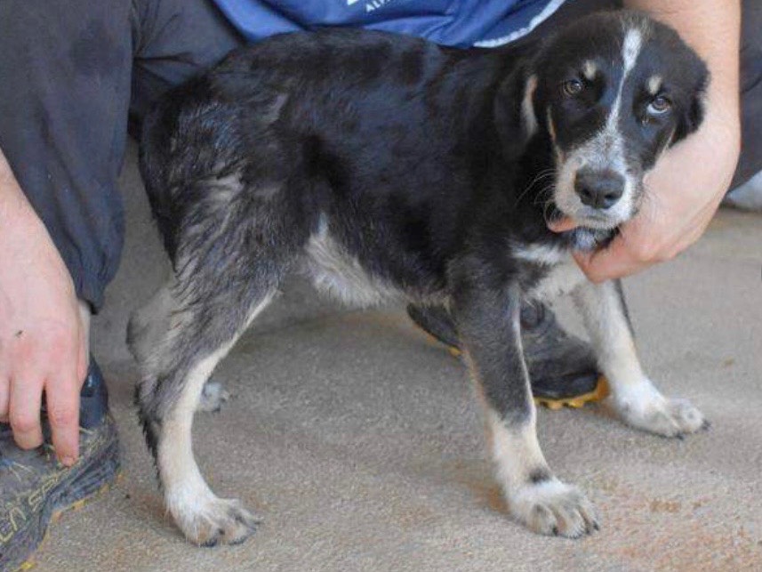 Vuoi adottare un cane a Roma?