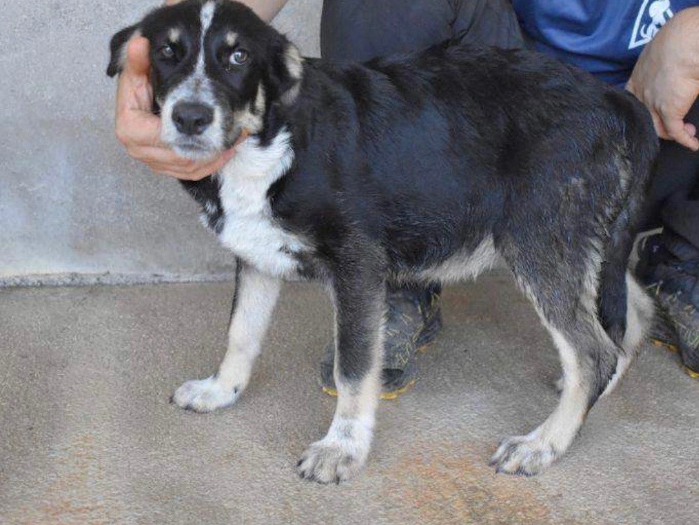 Adotta il cane Ralya a Roma