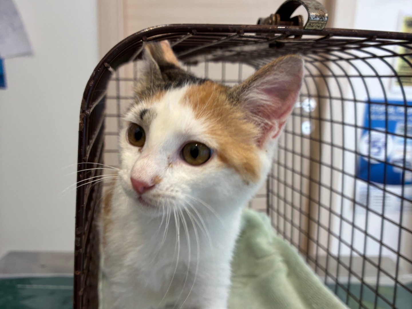 Adozione gatto, femmina, Razza sconosciuta Razza sconosciuta, 3 mesi, taglia non valida, Torino