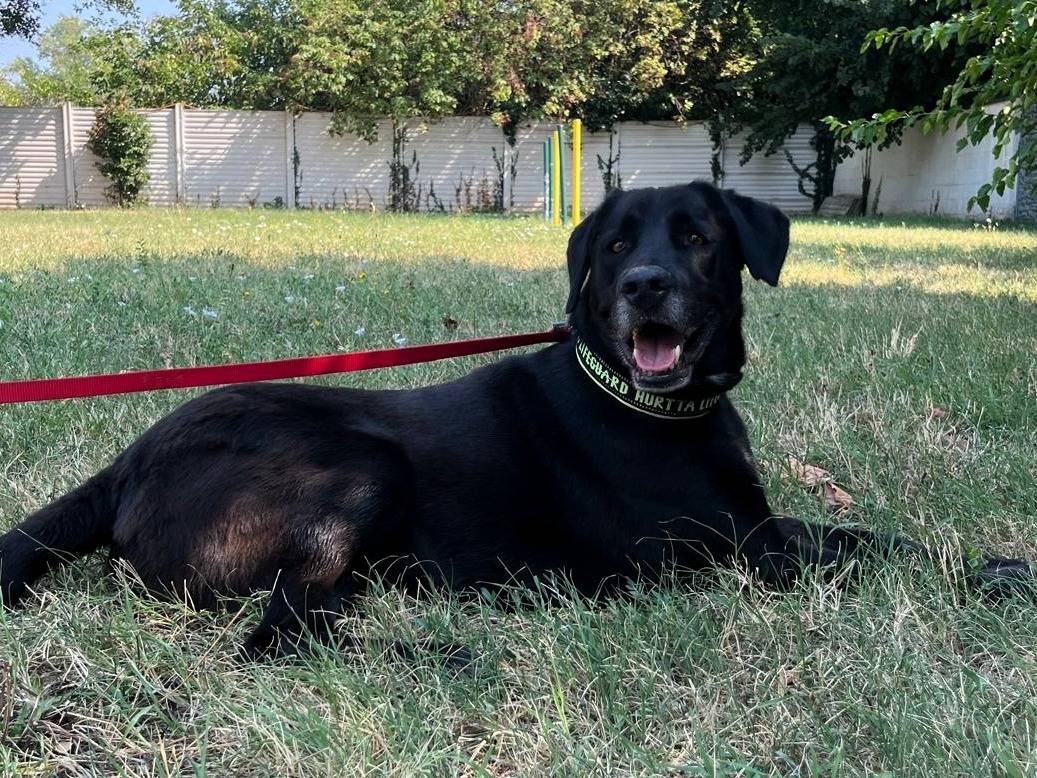 Adozione cane, femmina, Razza sconosciuta Razza sconosciuta, 5 anni e 10 mesi, taglia grande, Milano