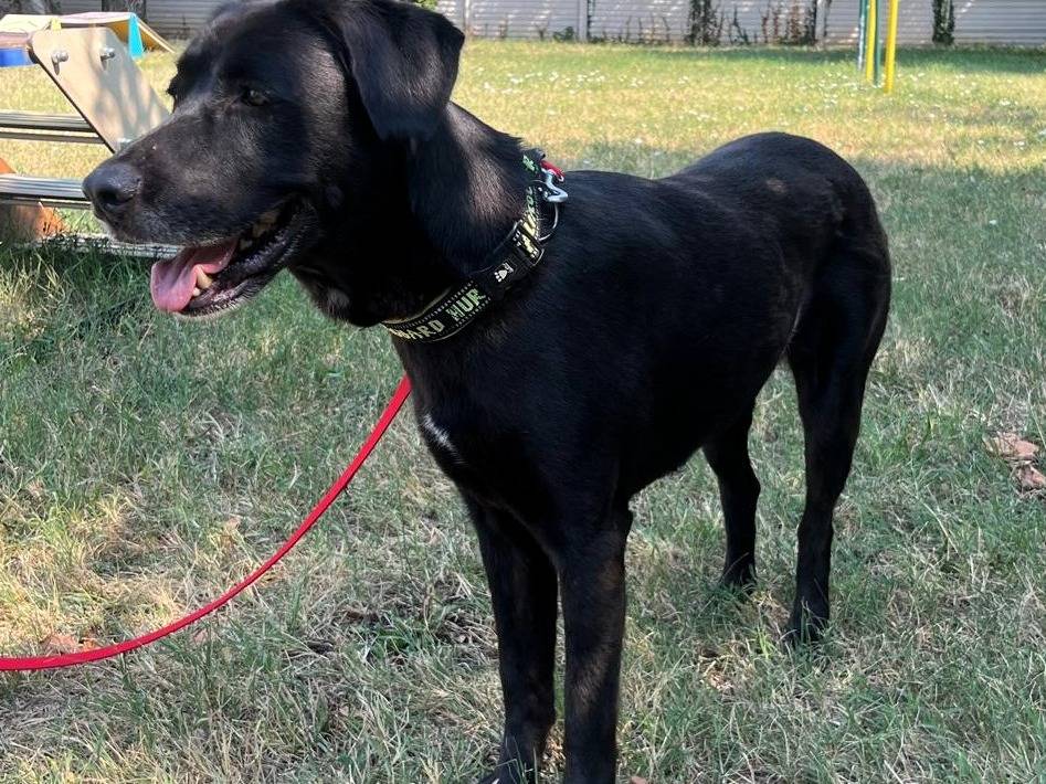 Adotta un cane, femmina, 5 anni e 10 mesi, Milano